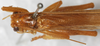 CollectionObject 1531284; NMW 15.460, 2fd990fc-f692-48ef-bcc2-4716a1d81b70: male, dorsal view (syntype). (CollectionObject).