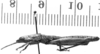 CollectionObject 1540560; 15150f73-2b48-4509-a8ae-78cbdcec4a5d: Images, Carbonell, C.S. male, lateral view (lectotype). (CollectionObject).