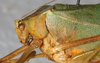 CollectionObject 1566637; NMW 20273, 6d5549f8-8645-434f-afd3-f6b4914370f6: male, head and pronotum, lateral view. (CollectionObject).