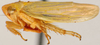 Habitus, lateral view: Thamnotettix confinis, lateral habitus (NMNH). (Observation).