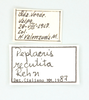 CollectionObject 1597833; c0228580-2fb5-4feb-89c8-93987b3566a1: female, labels. (CollectionObject).