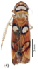 Habitus, dorsal view on Erythrogonia areolata (Signoret, 1854): (Observation).
