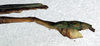 CollectionObject 1557512; dbb512e9-4b41-44a9-a35c-e822a924ccda: copyright NMW, Vienna. male: end of abdomen, lateral view (syntype). (CollectionObject).;CollectionObject 1557513; d411f79c-d1c2-4c19-bb1e-d781b78e3801: copyright NMW, Vienna. male: end of abdomen, lateral view (syntype). (CollectionObject).