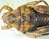 CollectionObject 1498690; cc0ce4fd-6af0-4c7a-81dd-dedcb6b5cbce: male head and pronotum, dorsal view. (CollectionObject).