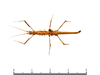 CollectionObject 1580333; 5f1079c1-c9d8-4584-a814-8939fbce4833: copyright Sheyla Yong. male, dorsal view (holotype). (CollectionObject).