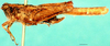 CollectionObject 1566518; c7d73835-2b98-41e6-94b1-9053a8f06b04: male, lateral view. (CollectionObject).