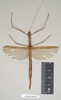 copyright Natural History Museum, London. female of Necroscia sipylus (paralectotype). Depicts CollectionObject 1562029; eca50ffd-5ecd-4700-bb73-81f80c633884, a CollectionObject.;copyright Natural History Museum, London. female of Necroscia sipylus (paralectotype). Depicts CollectionObject 1562030; 7567f662-c345-4d65-8ecb-01c7d6d4ef45, a CollectionObject.