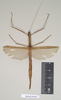 CollectionObject 1562029; eca50ffd-5ecd-4700-bb73-81f80c633884: copyright Natural History Museum, London. female of Necroscia sipylus (paralectotype). (CollectionObject).;CollectionObject 1562030; 7567f662-c345-4d65-8ecb-01c7d6d4ef45: copyright Natural History Museum, London. female of Necroscia sipylus (paralectotype). (CollectionObject).