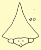 Head: !! display not done !! on Telamona excelsa (Fairmaire, 1846): (Observation).