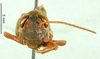 CollectionObject 1502829; 6288b93a-b5a5-4439-bfa1-7bc74091ccd7: male, frontal view. (CollectionObject).