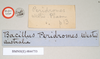 CollectionObject 1558545; NHMUK(SF IMPORT DUPLICATE) 844753, 8b6c281e-0e2d-4fe3-9c31-4b2526afe683: copyright Natural History Museum, London. female, data labels of Bacillus peridromes (holotype). (CollectionObject).