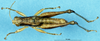 CollectionObject 1537533; f0fd5496-6480-49a9-9e6e-f593154d0926: male, dorsal view (syntype). (CollectionObject).