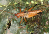 CollectionObject 1544735; cbt017s08, 7e8be4d2-7446-4c1d-8cd3-78ff16bcbeab: April 2009, photo staged during day. male (paratype). (CollectionObject).