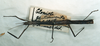 CollectionObject 1558105; 95141530-7c2b-4c02-8bfd-f1341dbdf09d: copyright MNHU. female (holotype). (CollectionObject).