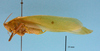 CollectionObject 1542822; 8b3851e8-f589-4e09-9d46-0249f8b8da48: male, body lateral view (holotype). (CollectionObject).