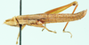 Musimoja exilis Uvarov, 1953: male, lateral view. (Otu).