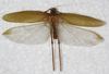 CollectionObject 1532241; NMW 379, 59ea761b-7033-4091-b336-b3fe8218589b: male, dorsal view (syntype). (CollectionObject).