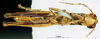 CollectionObject 1577151; 1589313c-eb4d-4c2e-9d32-78e98336041f: male, ventral view (paratype). (CollectionObject).