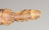 CollectionObject 1557222; NHMUK(SF IMPORT DUPLICATE) 845112, dfab928e-c74c-485d-b0ea-87ae5987a766: copyright Natural History Museum, London. female: end of abdomen, dorsal view of synonym Perlamorphus hieroglyphicus (syntype). (CollectionObject).