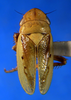 Habitus, dorsal view on Carnoseta colomella (DeLong, 1981): Male paratype [OSU]: habitus, dorsal view. (Observation).