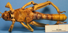CollectionObject 1538317; e1520398-6d14-49f1-903d-fd41f22dd68a: male, ventral view (holotype). (CollectionObject).