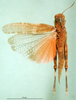 CollectionObject 1501446; ddf75f91-5011-45da-a034-17a1c967e586, DORSA BA000401S01: male, dorsal view (holotype of Thalpomena libyana). (CollectionObject).