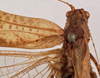 CollectionObject 1534658; 8684808b-f2ba-434d-948a-15eafb88a8eb: female pronotum dorsal (holotype). (CollectionObject).