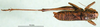 CollectionObject 1502449; a60ee6c5-395c-4927-96a5-be90d833aa6b: male, dorsal view (syntype). (CollectionObject).