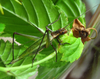 Oecanthus laricis Walker, 1963: female, lateral view. (Otu).