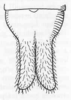 Diplopygia bicaudata Beier, 1962: Fig. 4. male terminal tergite and supra-anal plate, dorsal view (4 mm). (Otu).