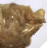 male cerci (holotype). Depicts CollectionObject 1475390; 3a5e04e4-9803-4cc2-b028-4df24d41ea2e, a CollectionObject.