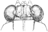 Fig. 135. female head, dorsal view. Depicts Paratettix rugosus (Scudder, 1862), an Otu.