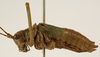 CollectionObject 1529774; 9618a0b6-a1f2-45b2-b71c-af22c0038e8f: male, lateral view (syntype). (CollectionObject).