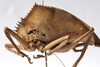CollectionObject 1539665; 1fb2d361-6e9d-4120-8322-521192e744e9, MNHN-EO-ENSIF1151: male nymph, lateral view (holotype). (CollectionObject).