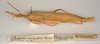 CollectionObject 1562287; abdeb8a4-e709-43a8-b887-1a9168f0d802: copyright ZMUH, Hamburg. female, lateral view (holotype). (CollectionObject).