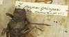 CollectionObject 1530598; 1f32a12e-8289-46a6-af11-da3648c39908: label (syntype of Locusta pupaspinosa). (CollectionObject).