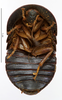 CollectionObject 1587151; MNHN(SF IMPORT DUPLICATE) MNHN-EP-EP1018, 1374c7e1-d63e-45fc-a903-bf9775066c46: CC BY-NC-ND 4.0/MNHN - Depraetere Marion - 2014. Type, female, of glomeriformis Lucas, 1862. Specimen number: MNHN-EP-EP1018. http://coldb.mnhn.fr/catalognumber/mnhn/ep/ep1018. (CollectionObject).
