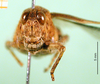 CollectionObject 1565553; 5e343dcb-e5e0-4648-9518-8d6b6fa218d6: male, frontal view (paratype of Rhachitopis ceraseus). (CollectionObject).