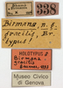 CollectionObject 1506807; fb83dfc6-fdb8-41b5-9481-c0a7f7286aa7: labels (holotype). (CollectionObject).