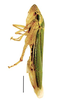 Habitus, dorsal view: !! display not done !! on Hortensia similis (Walker, 1851): Specimen from Parque Nacional do Itatiaia, Southeastern Brazil, by C. M. F. Silva 2014. (Observation).