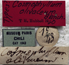 labels (holotype). Depicts CollectionObject 1539610; 2a1572f8-511d-4bf2-9f6b-80cbbb750a04, a CollectionObject.