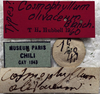 CollectionObject 1539610; 2a1572f8-511d-4bf2-9f6b-80cbbb750a04: labels (holotype). (CollectionObject).
