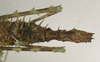 CollectionObject 1557090; d30b9910-6274-4c5a-8e32-3240ebaa97a3: copyright St. Petersburg. female: abdomen, dorsal view of synonym Antongilia echinops (holotype). (CollectionObject).