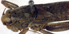 CollectionObject 1502449; a60ee6c5-395c-4927-96a5-be90d833aa6b: male, anterior portion of body, dorsal view (syntype). (CollectionObject).