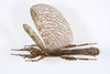 CollectionObject 1590159; e86c7da8-db53-421f-847b-132d6e3ea04a: copyright MNHN, Paris. female, dorsal view (neotype). (CollectionObject).
