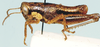 Nyassacris uvarovi Ramme, 1929: male, lateral view. (Otu).