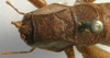 CollectionObject 1517126; b06a344d-517c-4280-9fb2-640decf47f49: female pronotum dorsal (holotype). (CollectionObject).