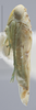 Habitus, lateral view: !! display not done !! on Hebata (Hebata) fabalis (DeLong, 1930): Lateral. (Observation).