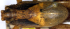 Alfredectes browni Rentz, 1988: male head and pronotum, dorsal view (paratype). (Otu).