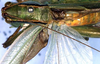 CollectionObject 1504094; 3ff39924-f2a9-4a8c-ac42-1bb64c869a83: male pronotum and wings (holotype). (CollectionObject).